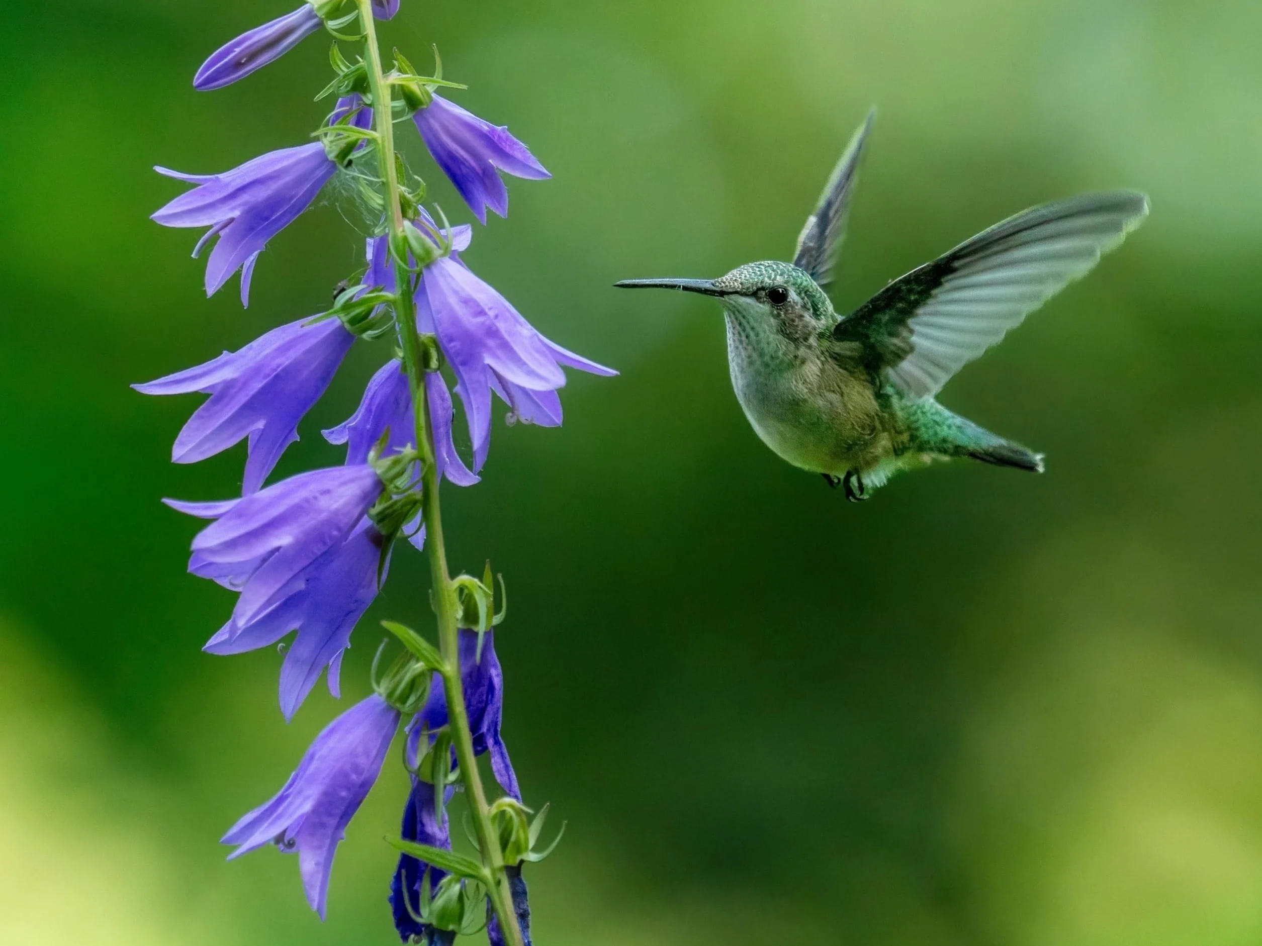 OM SYSTEM M.Zuiko Digital Teleconvertitore 1,4x MC‑14 per ED 40‑150 mm PRO, Olympus ED 300 mm e molti altri obiettivi,resistente alle intemperie, per la fotografia naturalistica, sportiva e di animali