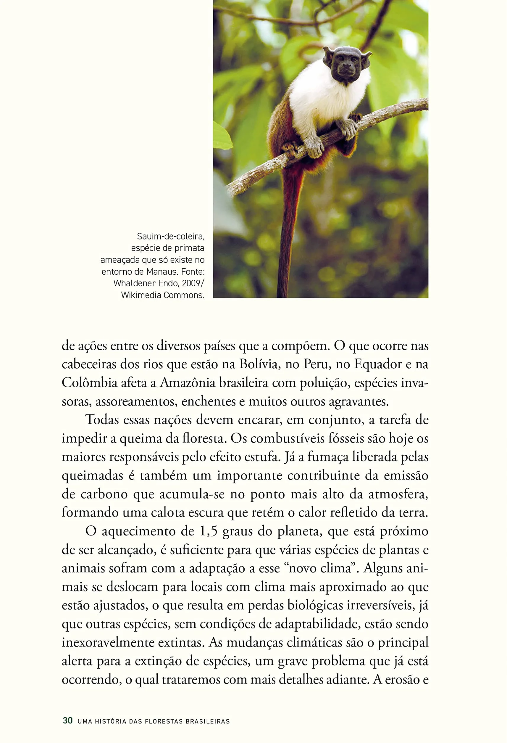 História das florestas brasileiras