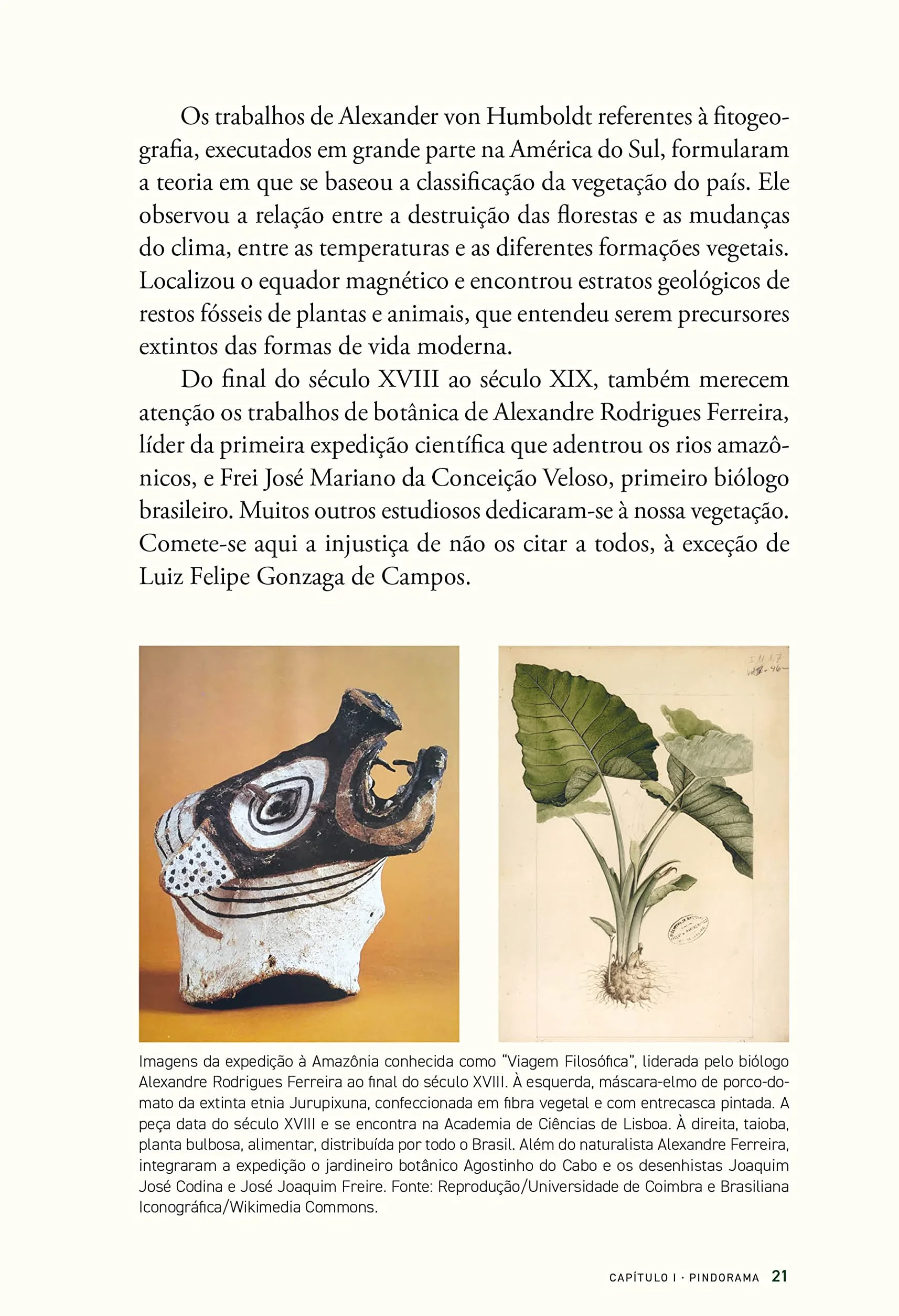 História das florestas brasileiras