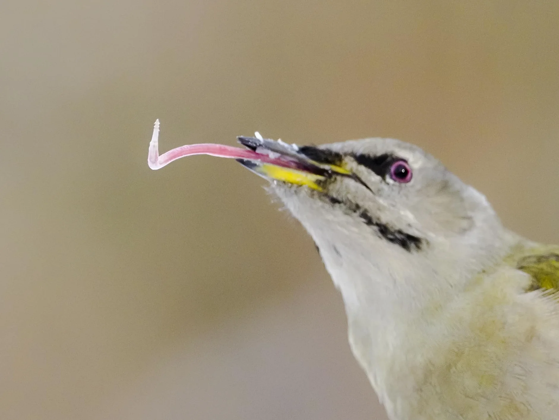 OM SYSTEM M.Zuiko Digital Teleconvertitore 1,4x MC‑14 per ED 40‑150 mm PRO, Olympus ED 300 mm e molti altri obiettivi,resistente alle intemperie, per la fotografia naturalistica, sportiva e di animali